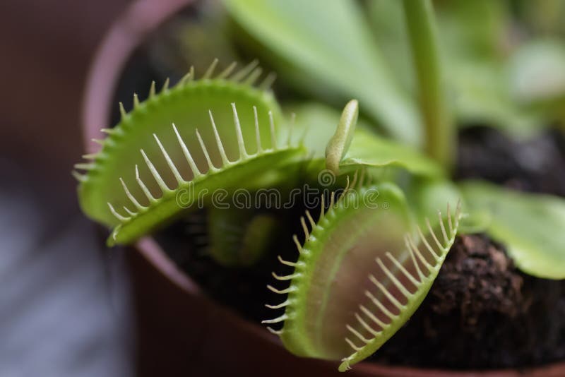 Venus Fly Trap - Dionea Muscipula in Latin stock photography Venus Fly Trap - Dionea Muscipula in Latin stock photography