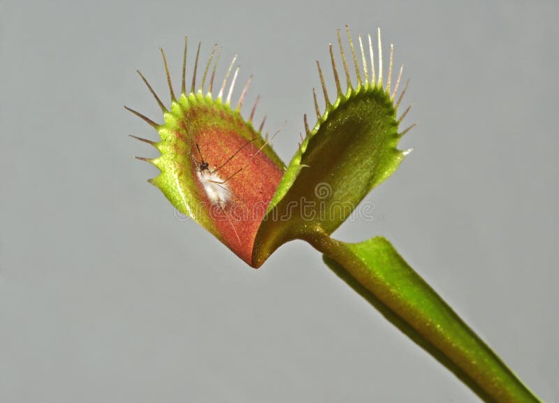 Venus fly trap with prey stock photo. Image of mosquito 30731528