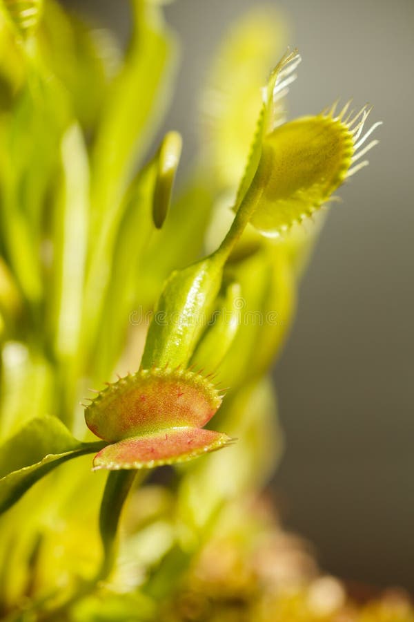 Venus Fly Traps Open Ready for Food Stock Image Image of carolina, plant 156865195