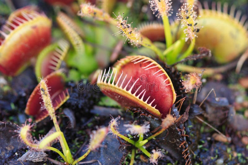 Venus Fly traps & Sundews carnivorous plants flowe