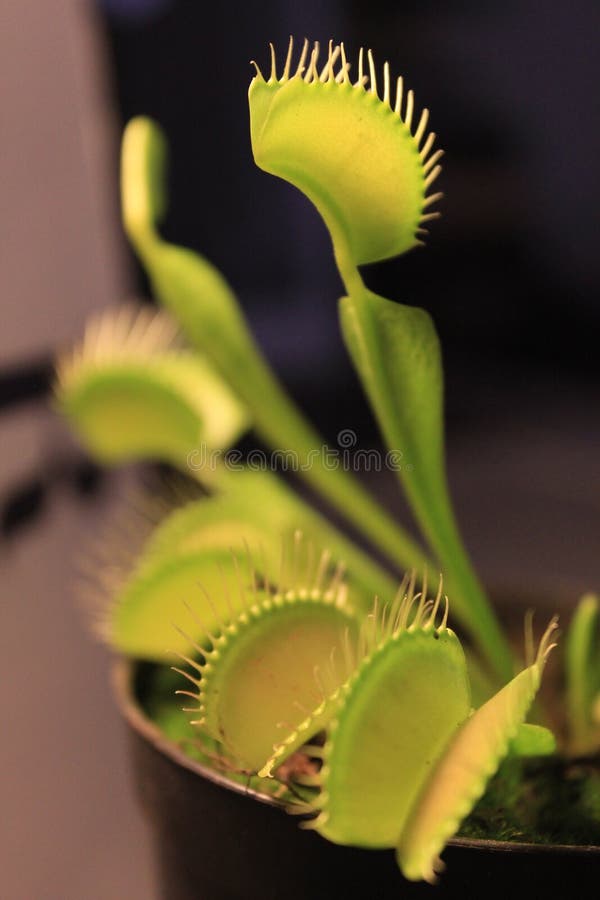 Venus flytrap stock image. Image of source, bait, modify 59606531