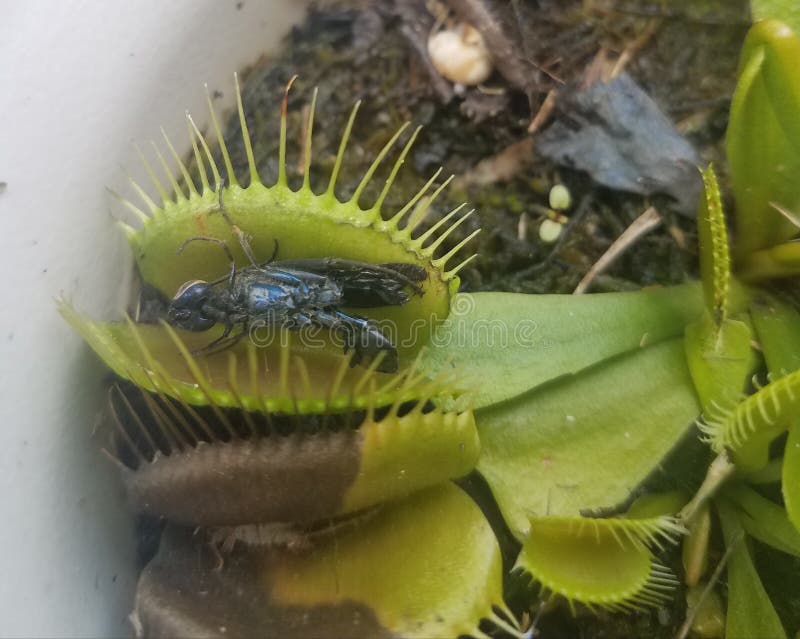 Venus Flytrap with Digested Insect Stock Photo Image of closeup