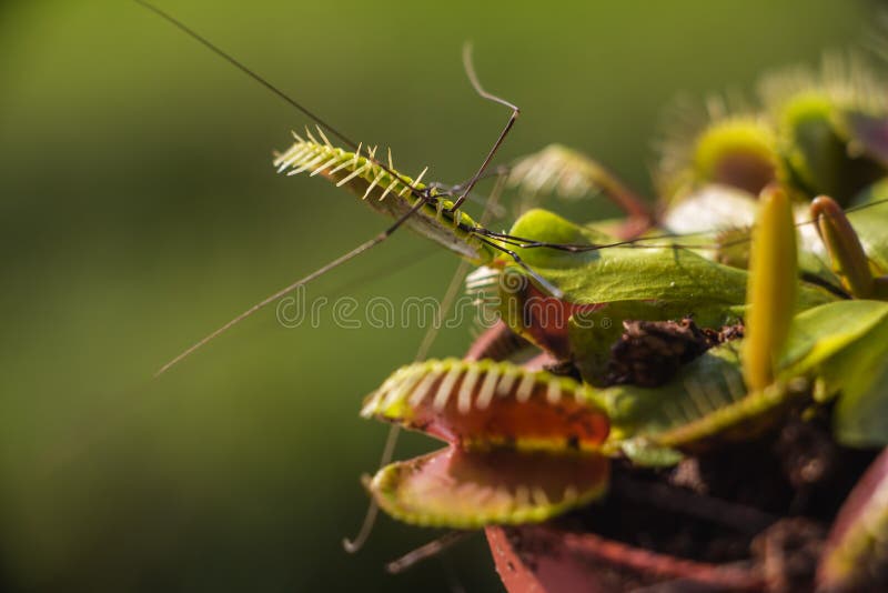 Venus Flytrap jagade källarespindeln på ottan arkivbilder Venus Flytrap jagade källarespindeln på ottan arkivbilder