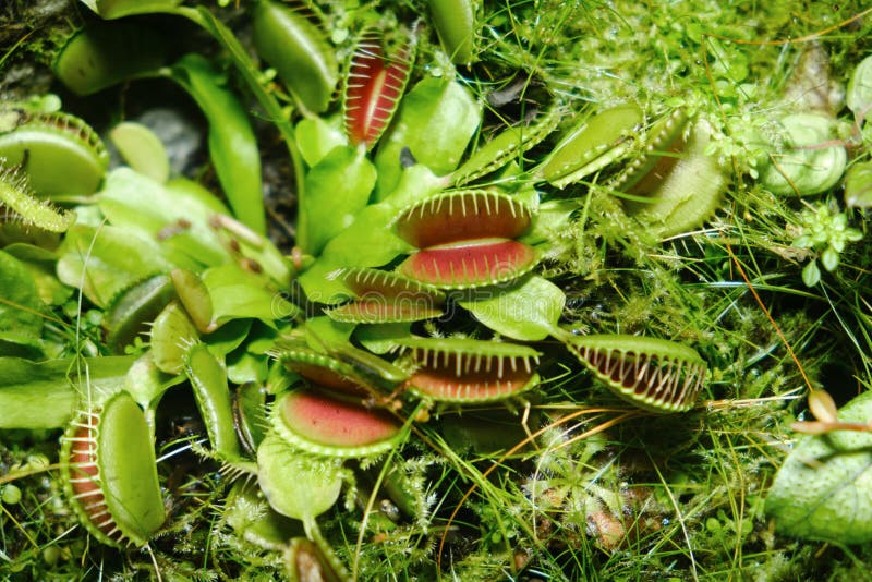 Venus flytrap lat.Dionaea muscipula - a species of predatory plants from the monotypic genus Dionea of the family Rosyankovye