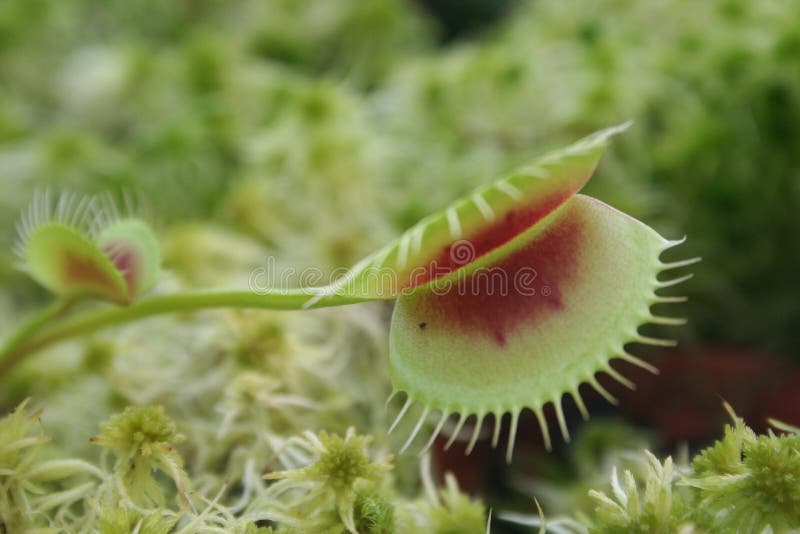 The most famous Carnivorous Plant, the Venus Fly Trap. The most famous Carnivorous Plant, the Venus Fly Trap