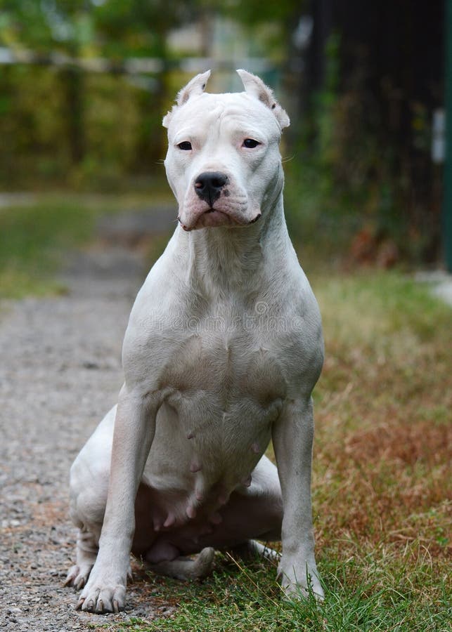 191 fotos de stock e banco de imagens de Dogo Argentino - Getty Images