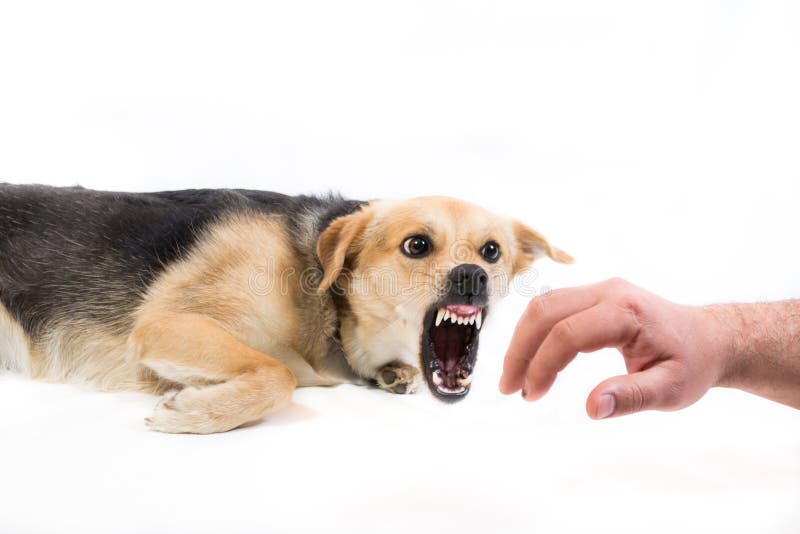 Verärgerter Hund, Der Eine Hand Beißt Stockfoto Bild von falsch, dieb