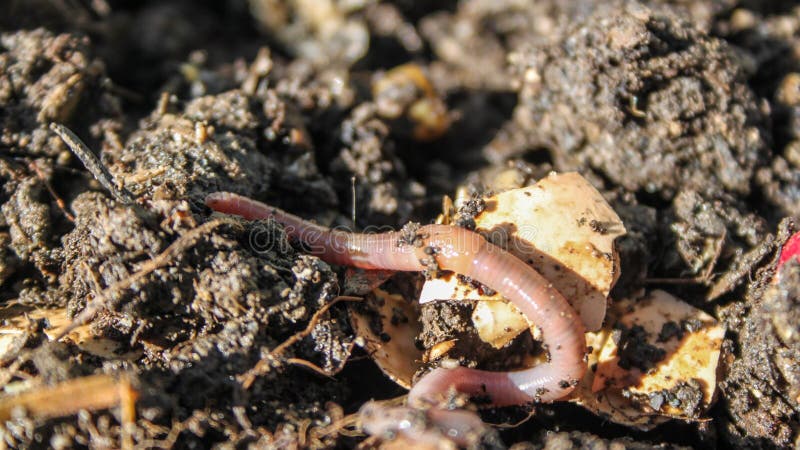 Un Composteur De Ver Du Système De Vermicompostage Est Assis Sur Un Balcon  Image stock - Image du verts, neuf: 229572521