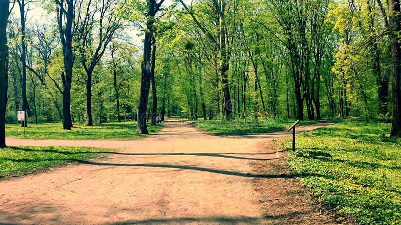 Ver el camino de tierra cultivando árboles altos, hierba fresca de arbustos verdes metrajes