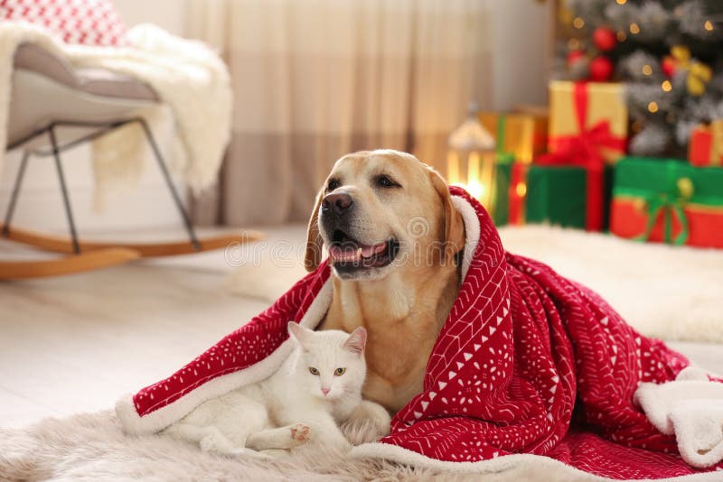 Verachtelijke hond en kat samen onder de deken in een kamer die voor Kerstmis is versierd