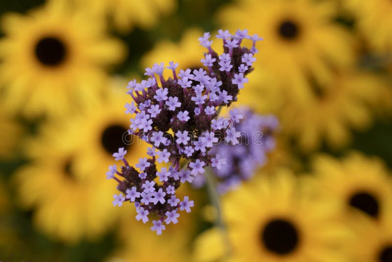 Verbana with yellow daisies