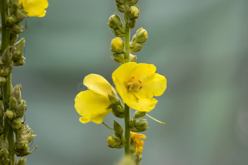 Verbascum densiflorum medicinal flowers in bloom, high yellow flowering plant with buds on stem