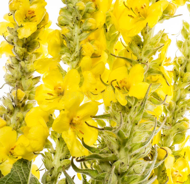 Verbascum densiflorum - mullein flower royalty free stock image Verbascum densiflorum - mullein flower royalty free stock image