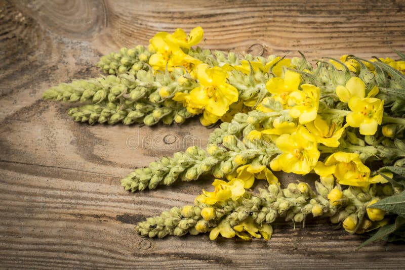 Verbascum densiflorum - mullein flower stock image Verbascum densiflorum - mullein flower stock image
