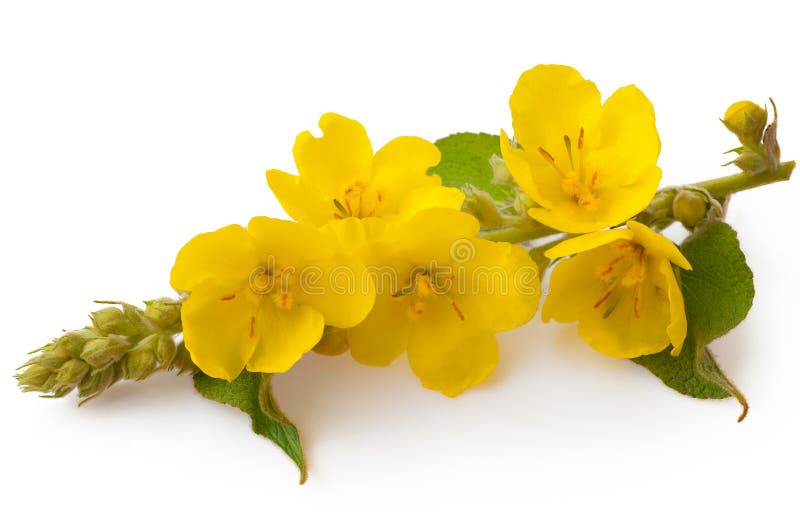 Verbascum, gemeenschappelijke die mulleinbloem op witte achtergrond wordt ge?soleerd Geneeskrachtige installatie, alternatieve ge royalty-vrije stock afbeeldingen Verbascum, gemeenschappelijke die mulleinbloem op witte achtergrond wordt ge?soleerd Geneeskrachtige installatie, alternatieve ge royalty-vrije stock afbeeldingen