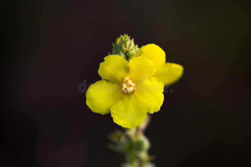 Yellow wild Verbascum tapsiforme closeup