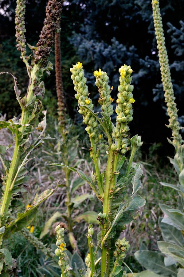 Verbascum thapsus, the great mullein or common mullein, a hairy biennial plant that can grow to 2 m tall or more. Its small, yellow flowers are densely grouped on a tall stem, which grows from a large rosette of fuzzy or hairy leaves. A non-competitive plant, it`s no longer considered a serious agricultural weed  Family Scrophulariaceae figwort genus verbascum species thapsus. Verbascum thapsus, the great mullein or common mullein, a hairy biennial plant that can grow to 2 m tall or more. Its small, yellow flowers are densely grouped on a tall stem, which grows from a large rosette of fuzzy or hairy leaves. A non-competitive plant, it`s no longer considered a serious agricultural weed  Family Scrophulariaceae figwort genus verbascum species thapsus