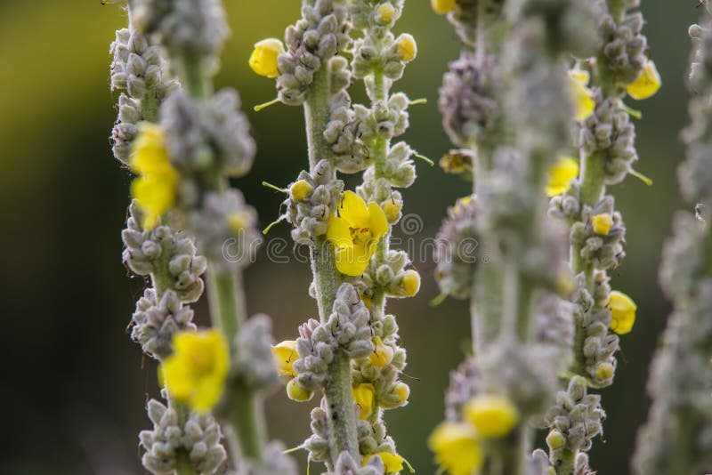 Verbascum thapsus big plant blooming in summer