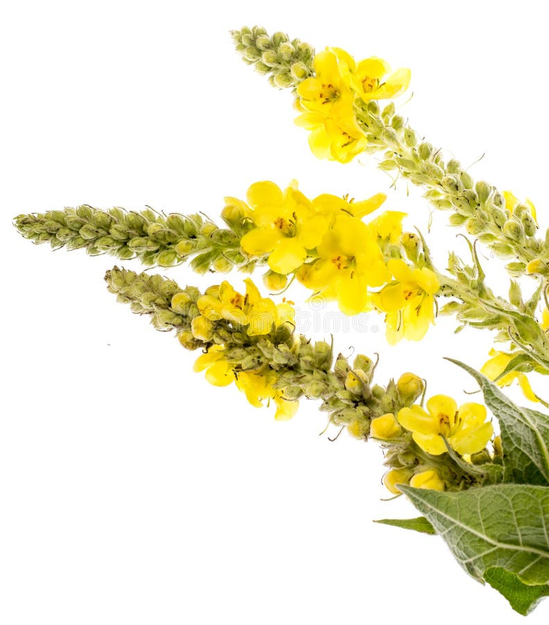 Verbascumdensiflorum - mullein bloem stock foto's Verbascumdensiflorum - mullein bloem stock foto's