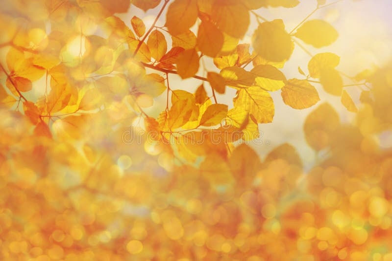 Verbazend gouden zonlicht op gele de herfstbladeren van beukboom stock afbeeldingen Verbazend gouden zonlicht op gele de herfstbladeren van beukboom stock afbeeldingen