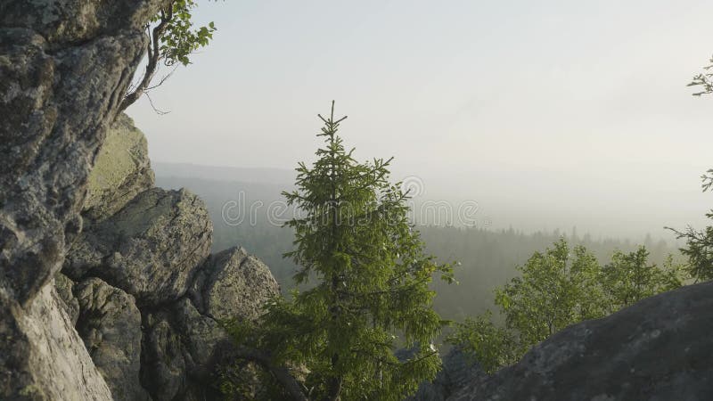 Verbazende aardmening van het groene berg bos en eenzame boom groeien op een rots met hemel als achtergrond Openlucht natuurlijk