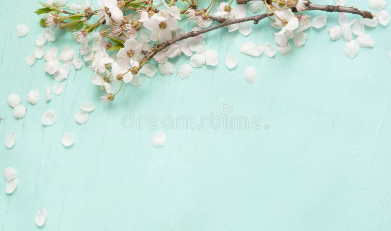 Verbazende achtergrond met witte kersenbloesems stock afbeeldingen Verbazende achtergrond met witte kersenbloesems stock afbeeldingen
