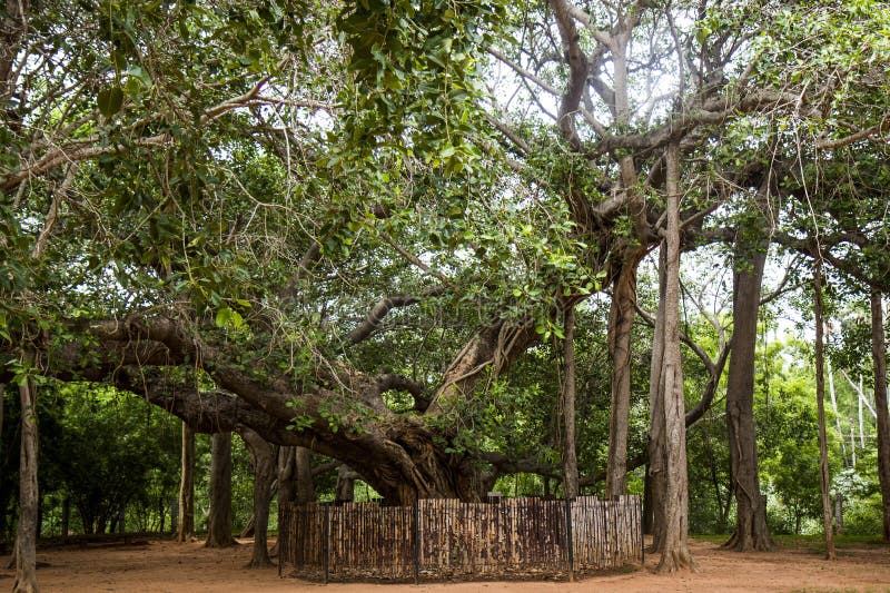 Verbazende Banyan-Boom in Auroville, India stock afbeeldingen Verbazende Banyan-Boom in Auroville, India stock afbeeldingen