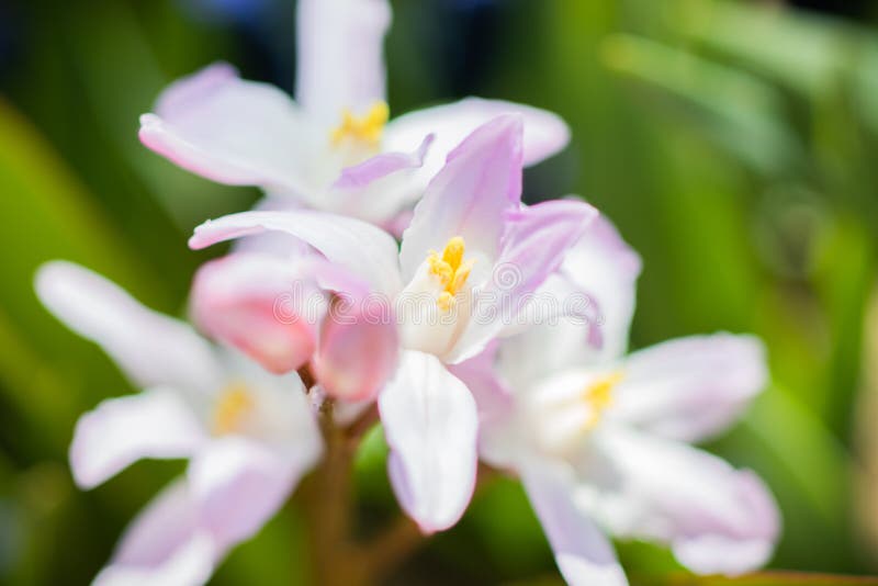 Verbazende de zomerbloem in de mooie macrofoto van de tuinclose-up stock afbeelding Verbazende de zomerbloem in de mooie macrofoto van de tuinclose-up stock afbeelding