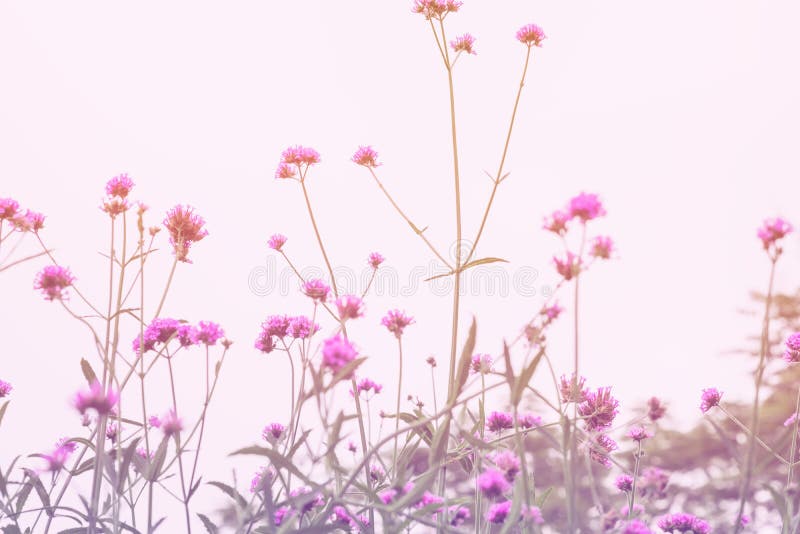 Verbena blommar i mjuk och suddighetsstil för bakgrund arkivbilder Verbena blommar i mjuk och suddighetsstil för bakgrund arkivbilder