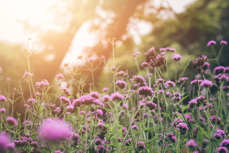Verbena blommar i soluppgången med mjuk och suddighetsstil royaltyfria bilder Verbena blommar i soluppgången med mjuk och suddighetsstil royaltyfria bilder