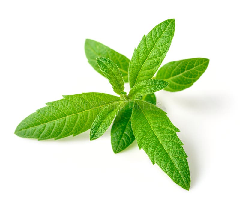 Verbena fresco do limão isolado no branco imagens de stock royalty free Verbena fresco do limão isolado no branco imagens de stock royalty free