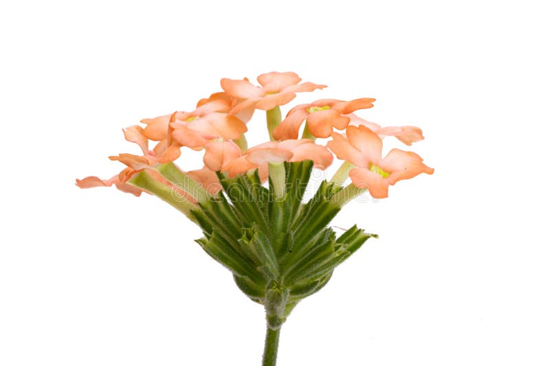Verbena isolated stock image. Image of bloom, flower - 269827387