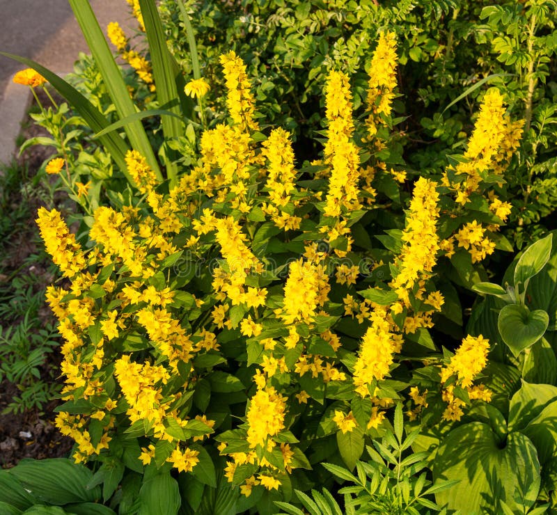 Verbena (Latin Lysimachia) with Yellow Flowers on Long Stems in the ...