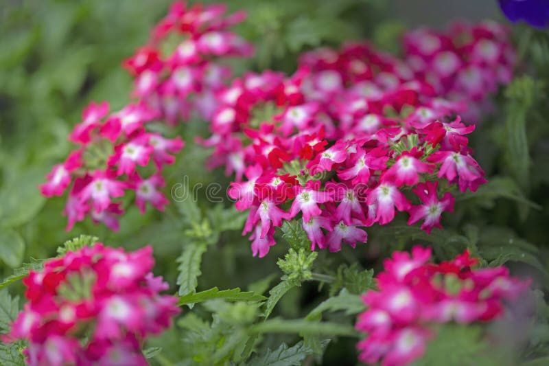 Verbena is a beautiful flower for the garden and terrace. Verbena is a beautiful flower for the garden and terrace