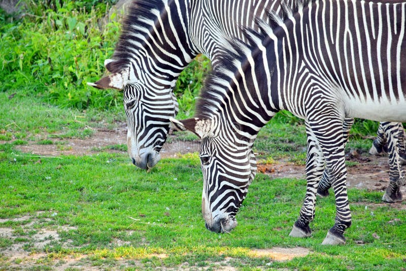 Verbinden Sie vom Zebra des ambulanten Händlers, das Gras isst stockfotos Verbinden Sie vom Zebra des ambulanten Händlers, das Gras isst stockfotos