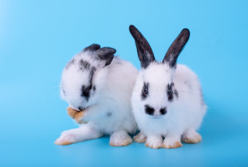 Verbinden Sie von wenigem Schwarzweiss-Häschen mit verschiedenen Aktionen auf blauem Hintergrund stockbild Verbinden Sie von wenigem Schwarzweiss-Häschen mit verschiedenen Aktionen auf blauem Hintergrund stockbild