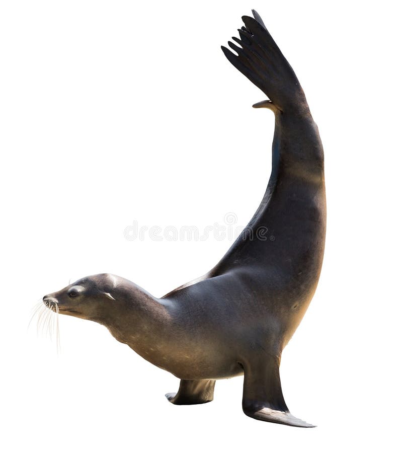 Oorloze zeehond over wit stock afbeeldingen