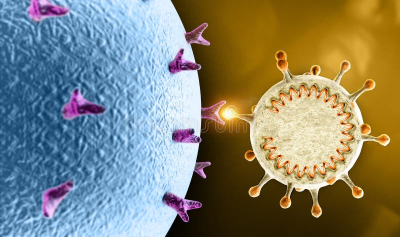 Propagation of the virus. How coronavirus attacks cells. If the virus finds a compatible receptor allow covid-19 to replicate itself. Section of the virus containing RNA. 3d render. Propagation of the virus. How coronavirus attacks cells. If the virus finds a compatible receptor allow covid-19 to replicate itself. Section of the virus containing RNA. 3d render