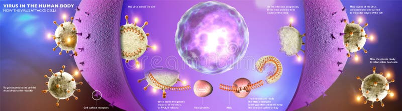 Propagation of the virus. How coronavirus attacks cells. If the virus finds a compatible receptor allow covid-19 to replicate itself. Section of the virus containing RNA. 3d render. Propagation of the virus. How coronavirus attacks cells. If the virus finds a compatible receptor allow covid-19 to replicate itself. Section of the virus containing RNA. 3d render