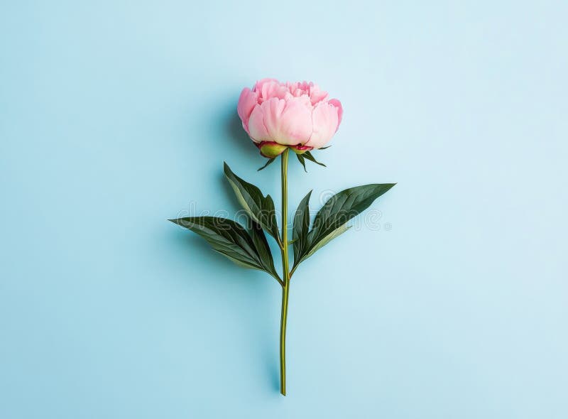 Verdant di fiore di peoncino di colore rosa che frantuma lo sfondo blu morbido che cattura l'eleganza floreale e la semplicità ser illustrazione di stock