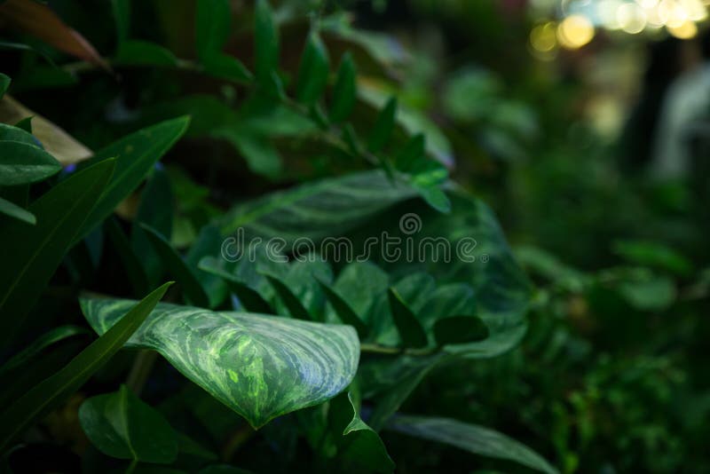 Verdant stock image