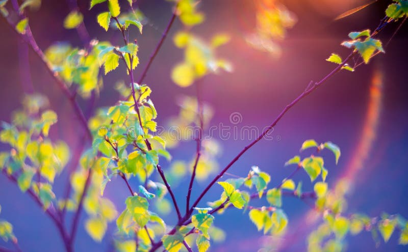 Verde da natureza do alargamento da lente fotografia de stock Verde da natureza do alargamento da lente fotografia de stock