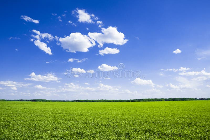 verde del campo fotografie stock libere da diritti verde del campo fotografie stock libere da diritti