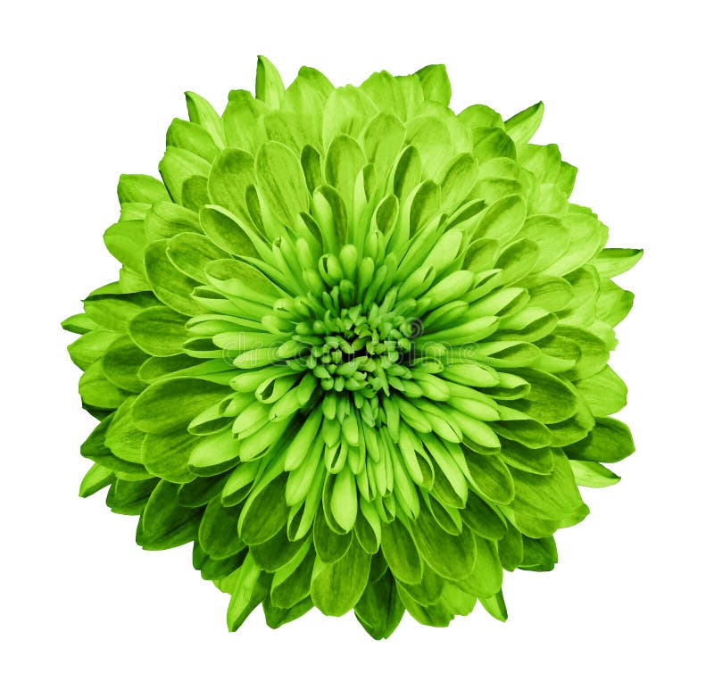 Chrysanthemum green. Flower on isolated white background with clipping path without shadows. Close-up. For design. Nature. Chrysanthemum green. Flower on isolated white background with clipping path without shadows. Close-up. For design. Nature.