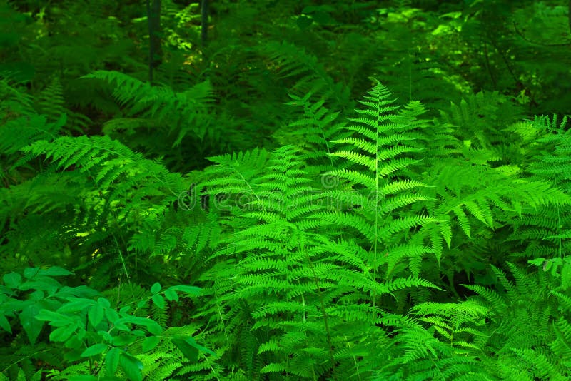 verde della felce fotografia stock verde della felce fotografia stock