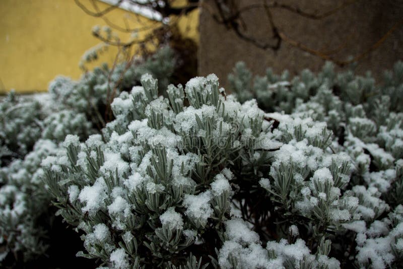 Verde di Bush al di sotto dell'inverno della neve fotografie stock Verde di Bush al di sotto dell'inverno della neve fotografie stock