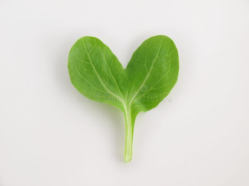 Verde di pino del cuore immagine stock Verde di pino del cuore immagine stock