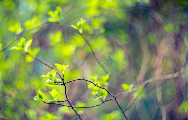 Verde fresco da natureza imagens de stock Verde fresco da natureza imagens de stock