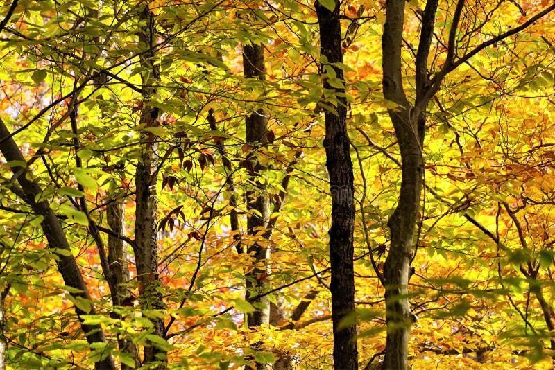 Verde giallastro sotto gli alberelli dell'inizio dell'autunno immagini stock Verde giallastro sotto gli alberelli dell'inizio dell'autunno immagini stock