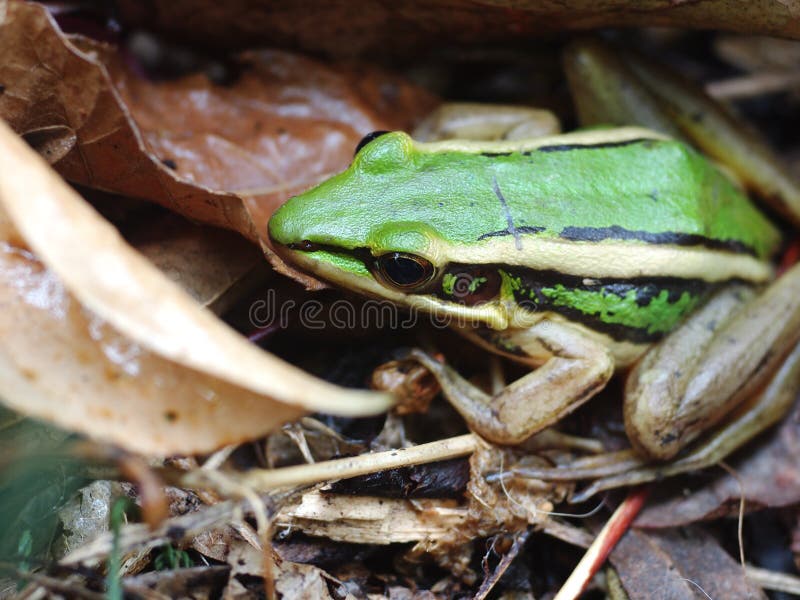 Verde Marrón Pequeño Lindo Anfibio De Piel Lisa Se Ve Como El Campo De Arroz Rana Polipedatos Leucomystax Silvestre Tropical Selva Imagen de archivo - Imagen de mirando, grande: 213181791 Verde Marrón Pequeño Lindo Anfibio De Piel Lisa Se Ve Como El Campo De Arroz Rana Polipedatos Leucomystax Silvestre Tropical Selva Imagen de archivo - Imagen de mirando, grande: 213181791